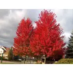 美國紅楓 （ACERRUBRUM ）是美國最受歡迎的觀賞彩葉綠化樹種之一，槭樹科槭樹屬，也稱為加拿大紅楓