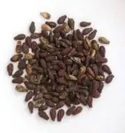 Shivlingi Beej Seed Bryonia Laciniosa|Indian Bryony Lollipop Climber-Free Shipng
