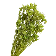 Blooms Of Joy 50cm Green Nigella Flowers