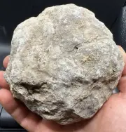 Fossilized Coral Devonian Crystal Indiana Quartz Calcite Limestone 846 Grams