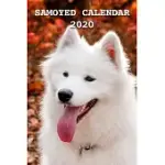 SAMOYED CALENDAR 2020: CALENDARS GIFT 110 PAGES 6X9 SOFT COVER MATTE FINISH