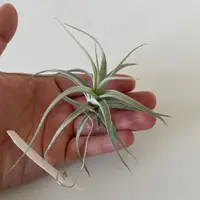 在飛比找蝦皮商城精選優惠-三木農場出品 🌿stricta 白天使 空鳳 空氣鳳梨