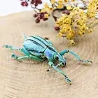 W5J Beetle Weevil Curculionidae Eupholus cuvieri 22-24mm specimen collectible