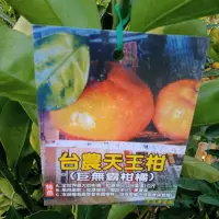 在飛比找蝦皮購物優惠-卉迎園藝 台農天王柑🍊嫁接苗高度70公分/水果樹苗/新興果樹