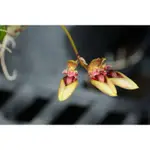 BULBOPHYLLUM PINGTUNGENSIS ‘TSIKU’屏東豆蘭