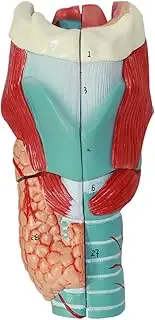 Human Larynx Anatomical Model, Larynx Model,Anatomical Model of Larynx