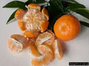Buy Mandarin Nules Clementine Grafted Fruit Trees (Citrus reticulata)