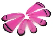 1 Dozen - PINK Lady Amherst Pheasant Tippet Feathers USA Seller Craft Jewelry