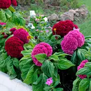 Celosia - Dwarf Coral Gardens Mix seeds