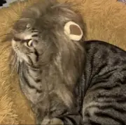 Lion Mane for Cats, Funny Halloween Costume for Cats, Snoods for Cats