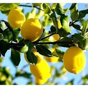 Lemon Essential Oil