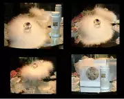 Boyfriend Shirt ~ 6 oz Scented Dusting Powder with Puff & Stand by Renditions