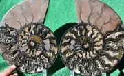 RARE 1-n-100 BLACK Ammonite PAIR Deep Crystal 110myo FOSSIL 205mm 8.2" a3974xx