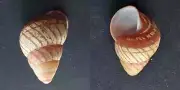 #H100 Cochlostyla Daphnis Reed, Mayabeque Cu., 51.5mm land snail shell