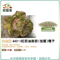 在飛比找Yahoo奇摩購物中心優惠-【綠藝家】大包裝A43-1紅奶油萵苣(佳麗)種子35克(約2