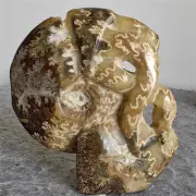 535g Natural Tentacle Ammonite FossilSpecimen Shell Healing Madagascar F638