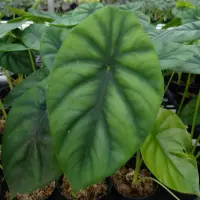 在飛比找蝦皮購物優惠-“綠盾”觀音蓮Alocasia clypeolata 觀葉植