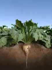 Sugar Beet Food Plot Seed 10 Lb - 100,000 Seeds (Excellent Deer Food Plot)