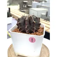 在飛比找蝦皮購物優惠-緋牡丹 緋牡丹錦 仙人掌🌵1號 4吋盆