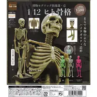 在飛比找蝦皮購物優惠-博物館模特俱樂部 1:12 人體骨骼 骨格 骷髏人 SO-T