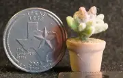 Potted Cactus Dollhouse Miniature 1:12 A1606 Garden Desert Patio Western Window