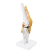 Anatomical Medical Knee Joint with Ligaments Model, Size,Orthopedic1039