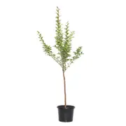 270mm Crepe Myrtle - Lagerstroemia tuscarora