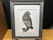 Drawing of a Robin Bird Wildlife Nature Graphite Pencil Art Sketch Picture Print