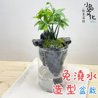 在飛比找蝦皮商城優惠-【小品文化】竹柏【現貨】仿真石景免澆水盆栽 懶人盆栽 觀葉植