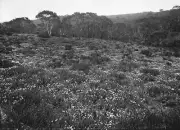 Mount Wellington Bryce's Plain Victoria 1915 - Wildflowers on Bryc- Old Photo