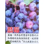 玫森 暖地小藍莓 3.5吋盆觀果植物