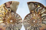 Large Ammonite Split Pair Crystals 5.7" 110myo Dinosaur age 144mm Fossil 4323kk
