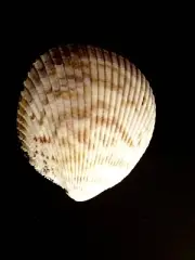 CARDIIDAE VASTICARDIUM PHILIPPINENSE SEA SHELL
