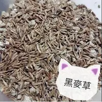 在飛比找蝦皮購物優惠-買3送1新鮮 種子 貓草 牧草 貓薄荷 小麥 大麥 黑麥 化