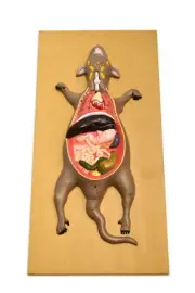 Eisco Labs Male Rat / Mouse Dissection Anatomical Model 24" x 12 Base