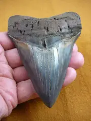 (S295-1) 4-3/4" HUGE MEGALODON fossil Collector SHARK TOOTH teeth sharks BIG