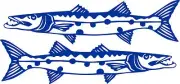 Barracuda Stickers 2 x 575 x 145 Quality Stickers made for the outdoors