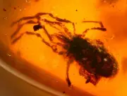 Super RARE GIANT Mite with Piercing Mouth in Burmite Amber Fossil Dinosaur Age