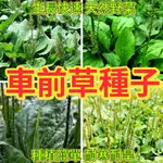 🔥車前草種子🍓四季易種植種子 藥用種子 食用野菜種籽 蛤蟆葉藥材+野菜陸龜食用野菜種籽 不發芽可退款