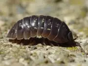 25+ Count Live Armadillium Vulgare/Porcello Scaber-Clean-up-Crew! Terrarium!