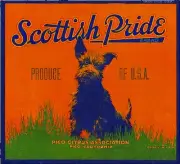 Pico Scottish Terrier Puppy Dog Pride Orange Citrus Fruit Crate Label Art Print
