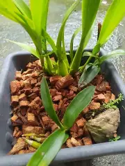 Husk Good Medium For Orchids,Anthurium Other Flower and Vegetable Plants