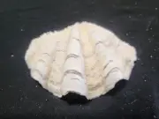Fluted Scaly Ruffle Half Clam Seashell Tridacna Squamosa Shell 115mm, Coastal
