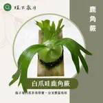 【植下歲月】爪哇鹿角蕨/白毛爪哇/白毛鹿角蕨，室內觀葉雨林植物，上等禮物賀禮，新手入門好養，獨特白毛不易掉落。鹿角蕨類，