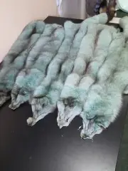 Light green fox pelt, light green shadow fox pelt, light green fox fur, fox fur,