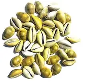 Neelam Ratna Lakshmi Peeli/Yellow Kawri Kodi Peeli Cowrie Sea Shell | Laxmi and Diwali Pooja Article Koudi Shells (Natural Yellow) - Set of 21
