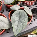 小花園藝 犀牛皮觀音蓮 觀音蓮 3吋盆 $140