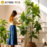 在飛比找Yahoo!奇摩拍賣優惠-【熱銷精選】掬涵753大型仿真綠植月桂樹盆栽客廳室內網紅落地