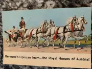 Postcard Genesee Beer Brewing Lipizzan Horse Rochester NY 60s Advertise Vintage