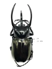 在飛比找露天拍賣優惠-Chalcosoma chiron janssensi.高卡